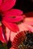 Echinacea 'Balsomsed' PP#23,105 (Sombrero[R] Salsa Red), flowers