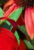 Echinacea 'Balsomsed' PP#23,105 (Sombrero[R] Salsa Red), flowers