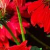 Echinacea 'Balsomsed' PP#23,105 (Sombrero[R] Salsa Red), flowers