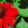 Echinacea 'Balsomsed' PP#23,105 (Sombrero[R] Salsa Red), flowers