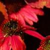 Echinacea 'Balsomsed' PP#23,105 (Sombrero[R] Salsa Red), flowers