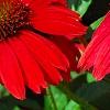 Echinacea 'Balsomsed' PP#23,105 (Sombrero[R] Salsa Red), flowers