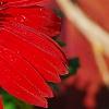 Echinacea 'Balsomsed' PP#23,105 (Sombrero[R] Salsa Red), flowers