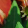 Echinacea 'Balsomsed' PP#23,105 (Sombrero[R] Salsa Red), flowers