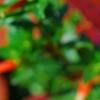 Echinacea 'Balsomsed' PP#23,105 (Sombrero[R] Salsa Red), flowers