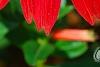 Echinacea 'Balsomsed' PP#23,105 (Sombrero[R] Salsa Red), flowers