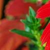 Echinacea 'Balsomsed' PP#23,105 (Sombrero[R] Salsa Red), flowers