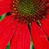 Echinacea 'Balsomsed' PP#23,105 (Sombrero[R] Salsa Red), flowers