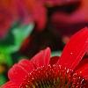 Echinacea 'Balsomsed' PP#23,105 (Sombrero[R] Salsa Red), flowers