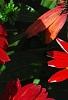 Echinacea 'Balsomsed' PP#23,105 (Sombrero[R] Salsa Red), flowers