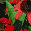 Echinacea 'Balsomsed' PP#23,105 (Sombrero[R] Salsa Red), flowers