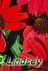 Echinacea 'Balsomsed' PP#23,105 (Sombrero[R] Salsa Red), flowers