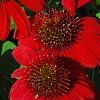 Echinacea 'Balsomsed' PP#23,105 (Sombrero[R] Salsa Red), flowers