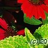 Echinacea 'Balsomsed' PP#23,105 (Sombrero[R] Salsa Red), flowers