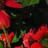 Echinacea 'Balsomsed' PP#23,105 (Sombrero[R] Salsa Red), flowers