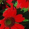 Echinacea 'Balsomsed' PP#23,105 (Sombrero[R] Salsa Red), flowers