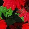 Echinacea 'Balsomsed' PP#23,105 (Sombrero[R] Salsa Red), flowers
