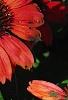 Echinacea 'Balsomsed' PP#23,105 (Sombrero[R] Salsa Red), flowers