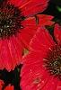 Echinacea 'Balsomsed' PP#23,105 (Sombrero[R] Salsa Red), flowers