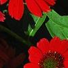 Echinacea 'Balsomsed' PP#23,105 (Sombrero[R] Salsa Red), flowers