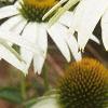 Echinacea purpurea 'White Swan', flowers