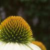 Echinacea purpurea 'White Swan', flowers