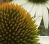 Echinacea purpurea 'White Swan', flowers