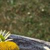 Echinacea purpurea 'White Swan', flowers