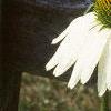 Echinacea purpurea 'White Swan', flowers