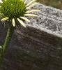 Echinacea purpurea 'White Swan', flowers