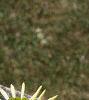 Echinacea purpurea 'White Swan', flowers
