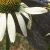 Echinacea purpurea 'White Swan', flowers