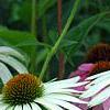 Echinacea purpurea 'White Swan', flowers