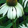 Echinacea purpurea 'White Swan', flowers