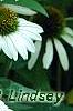 Echinacea purpurea 'White Swan', flowers