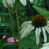 Echinacea purpurea 'White Swan', flowers