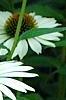 Echinacea purpurea 'White Swan', flowers