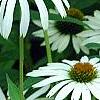 Echinacea purpurea 'White Swan', flowers