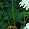 Echinacea purpurea 'White Swan', flowers