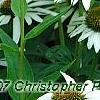 Echinacea purpurea 'White Swan', flowers