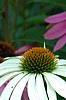 Echinacea purpurea 'White Swan', flowers