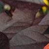 Echinacea 'Sunset' [PPAF], flowers