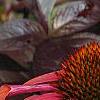 Echinacea 'Sunset' [PPAF], flowers