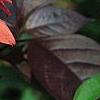 Echinacea 'Sunset' [PPAF], flowers