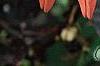 Echinacea 'Sunset' [PPAF], flowers