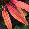 Echinacea 'Sunset' [PPAF], flowers