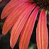Echinacea 'Sunset' [PPAF], flowers