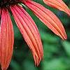Echinacea 'Sunset' [PPAF], flowers