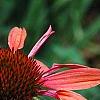 Echinacea 'Sunset' [PPAF], flowers