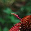 Echinacea 'Sunset' [PPAF], flowers